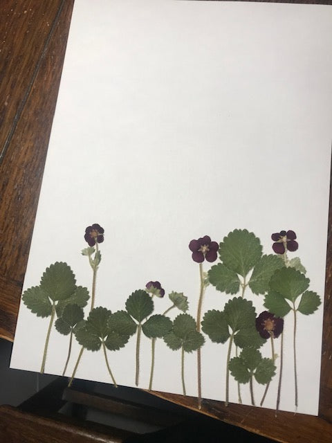 Pressed Flowers