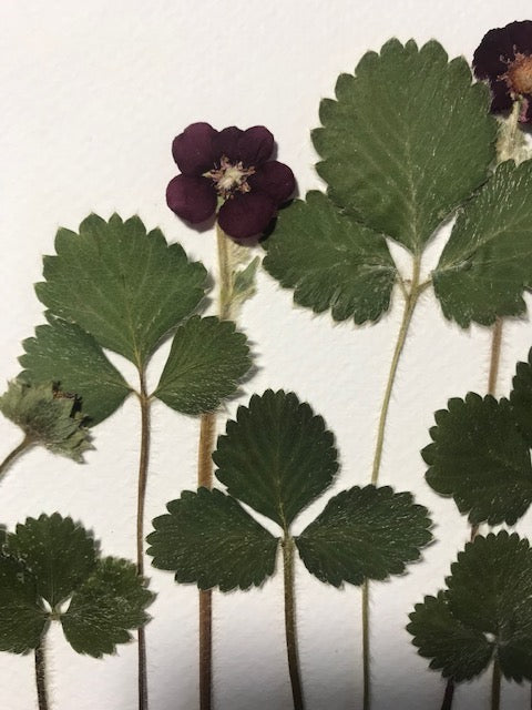 Pressed Flowers